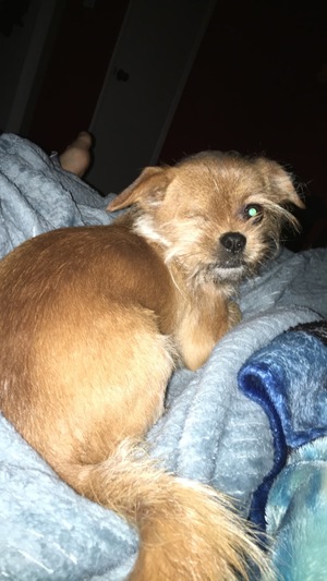 Safe Chihuahua in Altamonte Springs, FL