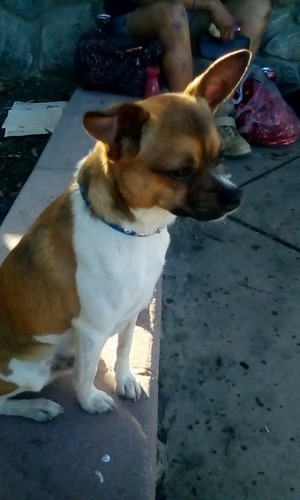 Safe Chihuahua in Dinuba, CA