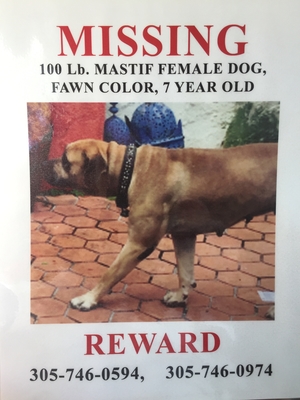 Safe Mastiff in Homestead, FL US