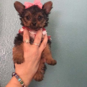 Safe Yorkshire Terrier in Deming, NM
