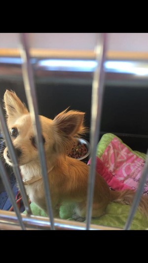 Safe Chihuahua in Antioch, CA