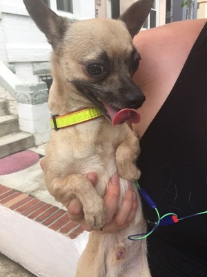 Safe Chihuahua in Washington, DC