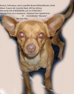 Safe Chihuahua in Spokane, WA