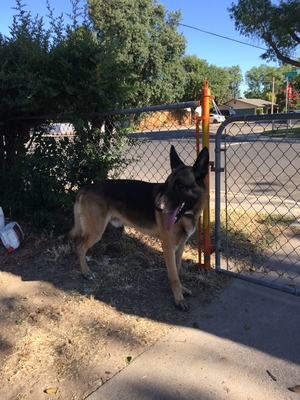 Safe German Shepherd Dog in Modesto, CA