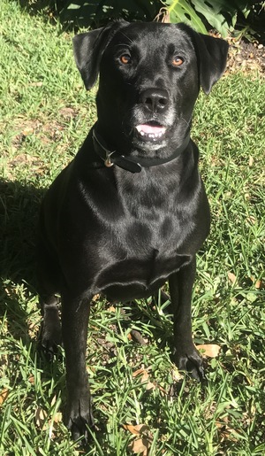 Safe Labrador Retriever in Miami, FL