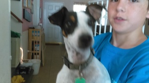 Safe Jack Russell Terrier in Chico, CA