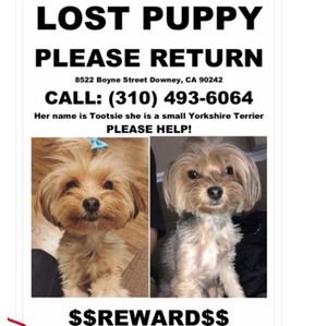 Safe Yorkshire Terrier in Downey, CA