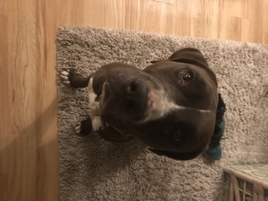 Safe Pit Bull in Courtland, CA