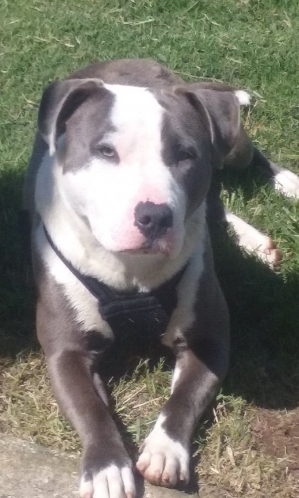 Safe Pit Bull in Oroville, CA