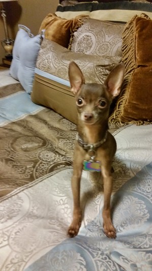 Safe Chihuahua in Nashville, TN