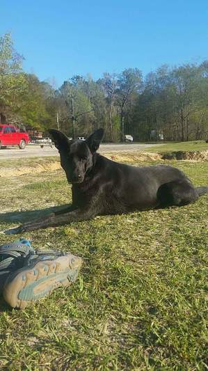 Safe German Shepherd Dog in Pooler, GA