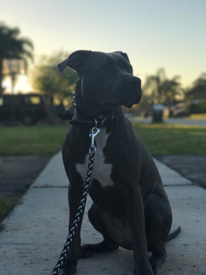 Safe American Staffordshire Terrier in Fort Lauderdale, FL