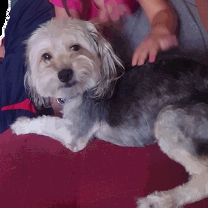 Safe Yorkshire Terrier in North Hollywood, CA