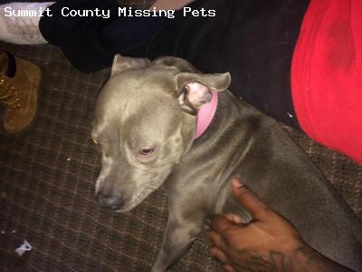 Safe Staffordshire Bull Terrier in Akron, OH