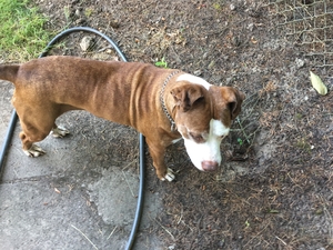 Safe Pit Bull in Damascus, OR