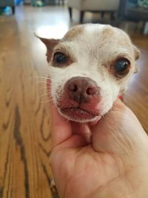 Safe Chihuahua in Long Beach, CA