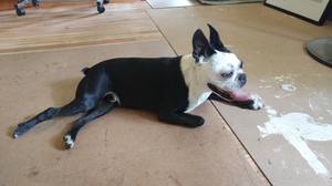 Safe Boston Terrier in Norristown, PA