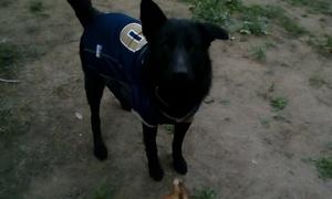 Safe German Shepherd Dog in Encino, CA