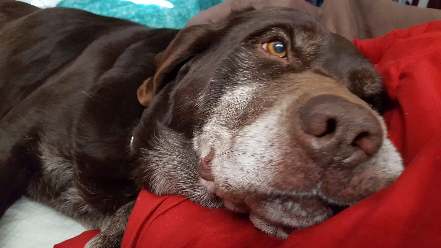 Safe Labrador Retriever in Vinton, IA