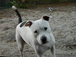 Safe Staffordshire Bull Terrier in Auburndale, FL