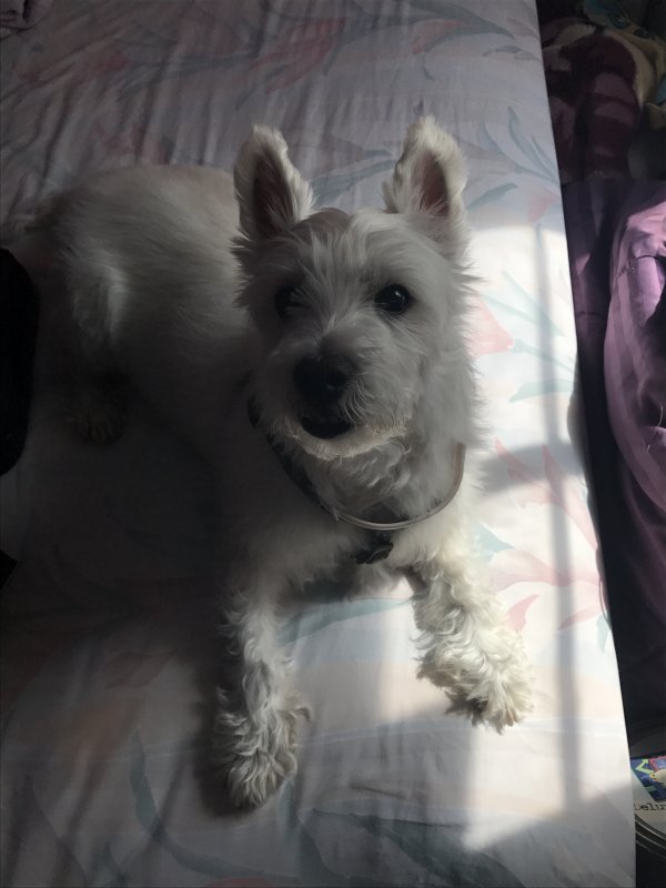 Safe West Highland White Terrier in Jamaica, NY
