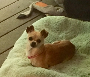 Safe Chihuahua in Hayward, CA