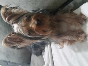 Safe Yorkshire Terrier in Yucaipa, CA