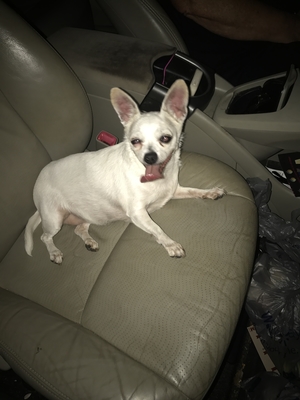 Safe Chihuahua in Windermere, FL