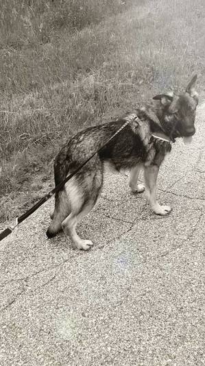 Safe German Shepherd Dog in Janesville, WI US