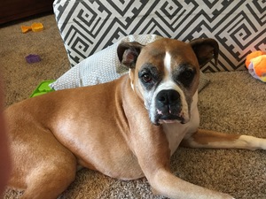 Safe Boxer in Waseca, MN