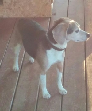 Safe Beagle in Ardmore, TN