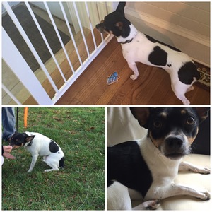 Safe Jack Russell Terrier in Abington, PA