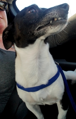 Safe Jack Russell Terrier in Rialto, CA