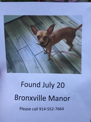 Safe Chihuahua in Bronxville, NY