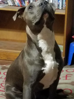 Safe Pit Bull in Show Low, AZ