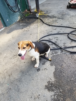 Safe Beagle in Wayne, NJ