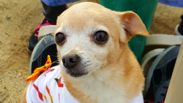 Safe Chihuahua in North Hollywood, CA