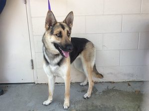 Safe German Shepherd Dog in Pomona, CA