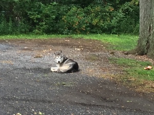Safe Siberian Husky in Mechanicsburg, PA