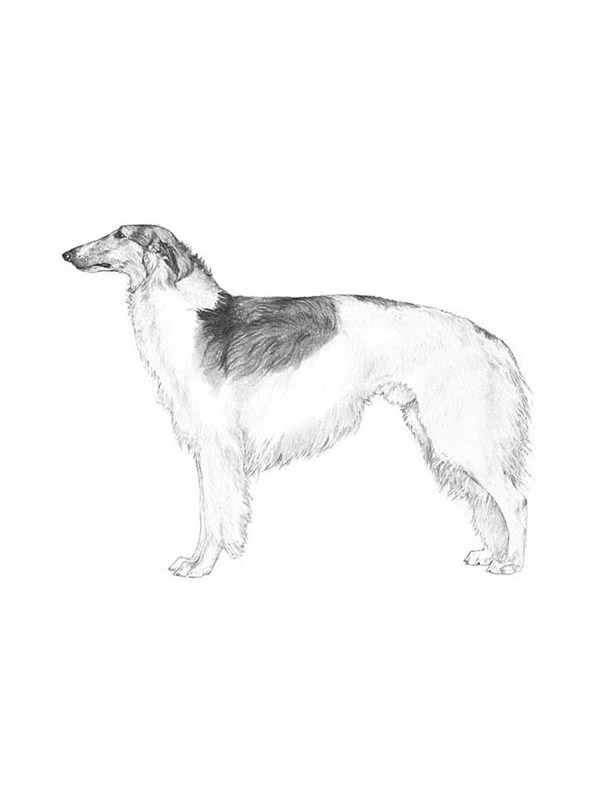 Safe Borzoi in Holiday, FL