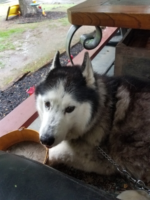 Safe Siberian Husky in Chadds Ford, PA