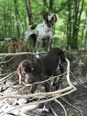 Safe German Shorthaired Pointer in West Chazy, NY