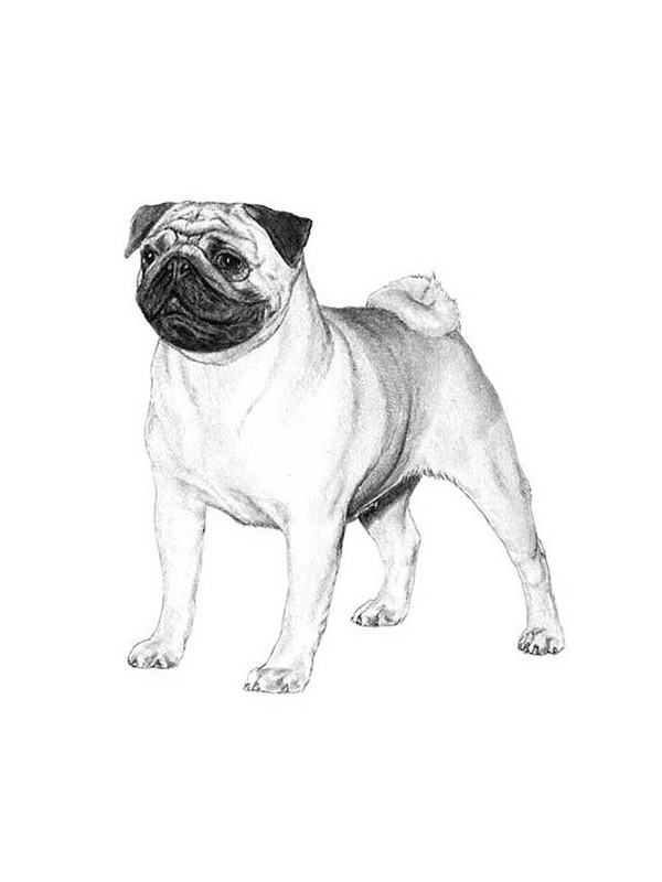 Safe Pug in Mary Esther, FL US