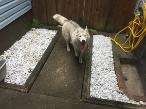 Safe Siberian Husky in East Liverpool, OH