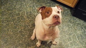 Safe American Staffordshire Terrier in Buffalo, NY US