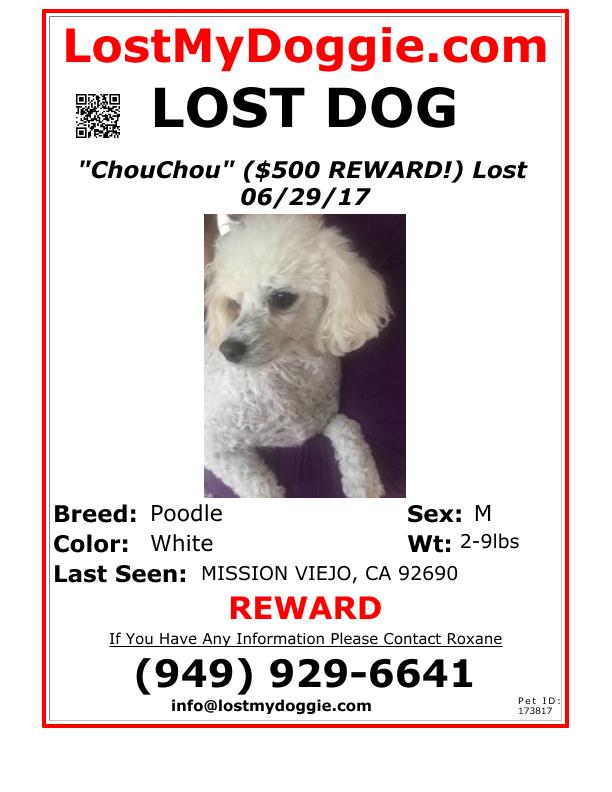 Safe Poodle in Mission Viejo, CA