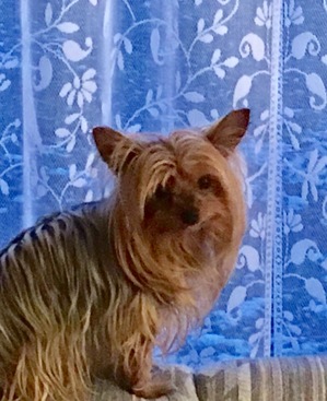 Safe Yorkshire Terrier in Jerome, ID