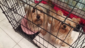 Safe Cairn Terrier in South Plainfield, NJ