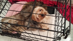 Safe Silky Terrier in South Plainfield, NJ