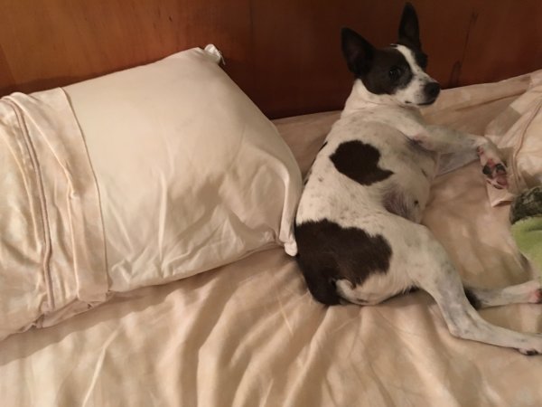 Safe Rat Terrier in Woodbury, NY